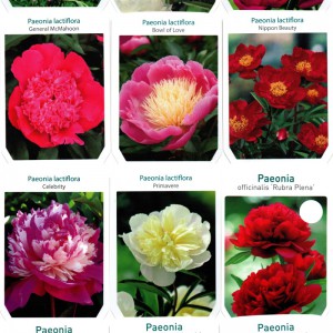 Paeonia_2023_tavasz