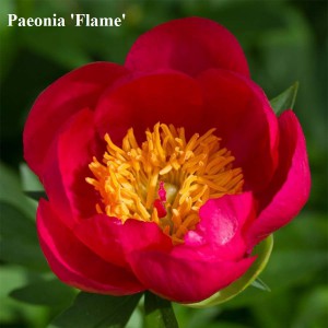 Paeonia_Flame_viraga