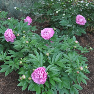 Paeonia-lactiflora-Sarah-Bernhardt-Sarah_n