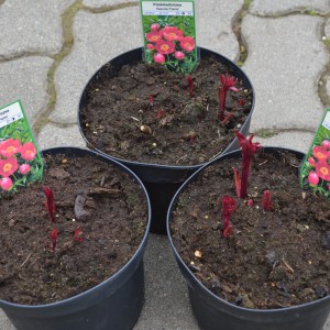 Paeonia20200322