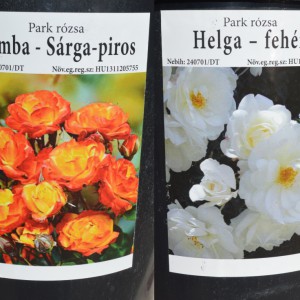 Park_rózsa_fajtak_2021_osz