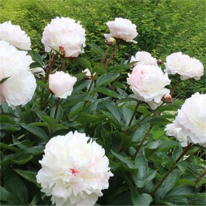 Peonia_Shirley_Temple_n