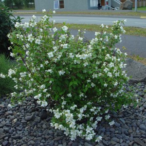 Philadelphus