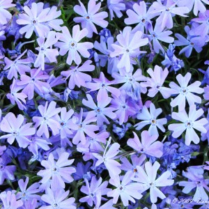 phlox_emerald