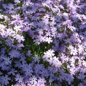 Phlox_Emerald2