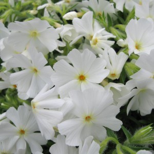 PHLOX_feher
