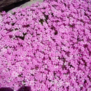 Phlox_rozsa