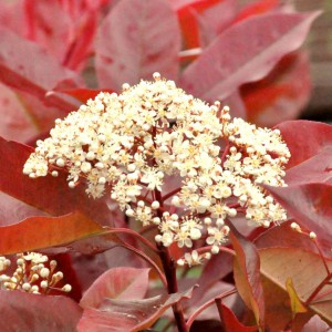 Photinia_n21_3