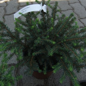 Picea_omorica_Karei_16