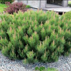 Pinus_mugo_n21_1