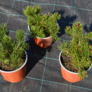 Pinus_mugo_pumilio_3db_2022