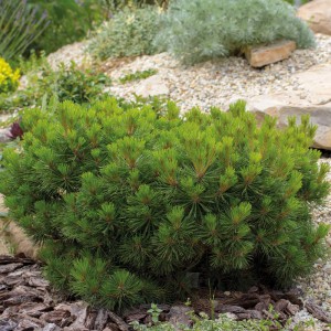 Pinus_mugo_pumilio_n1
