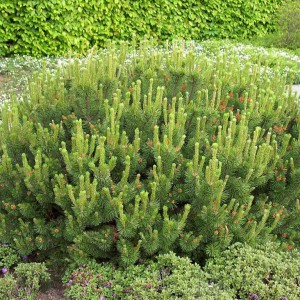 Pinus_mugo_pumilio_n2