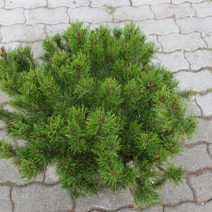 Pinus_mugo_s1