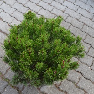 Pinus_mugo_s2