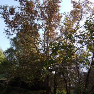 Platán_gy_2