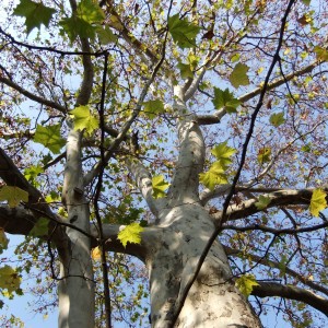 Platán_gyaő