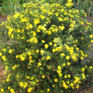 Potentilla-Goldfinger