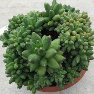 pozsgas1