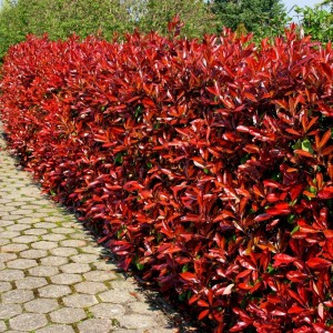 redrobin_n2