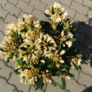 Rhodi_16_2