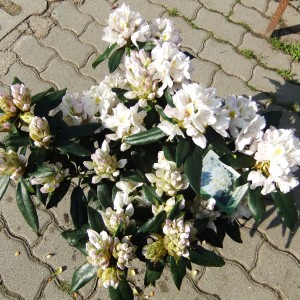 Rhodi_16_3