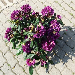 Rhodi_16_4