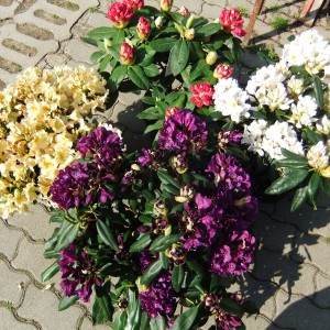 Rhodi_16_4fele