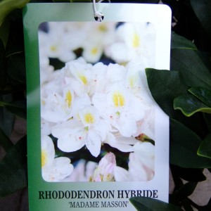 Rhodi feher etikett