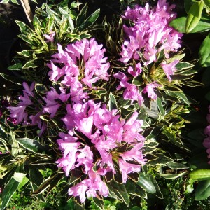 Rhodi_s2b