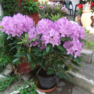Rhodi_s3