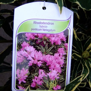 Rhodi variegata etikett