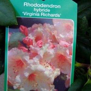 Rhodi 'VR' etikett