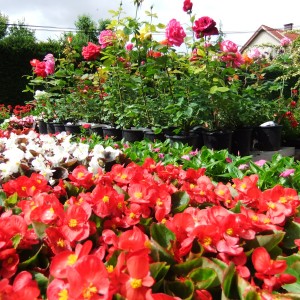Rózsa_begonia