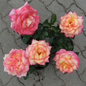 Rózsa_r-n_3db_v