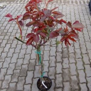 rózsafakorán
