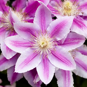 Rozsaszin_Clematis