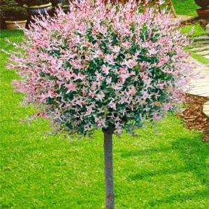 Salix_integra_Hakuro_Nishiki_2_800x_n