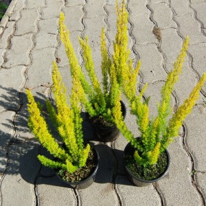 Sárgaerica3