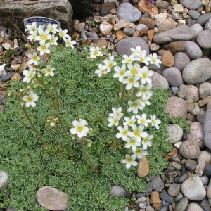 saxifraga_corrivensis