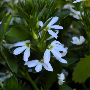 Scaevola 2025 fehér közeli