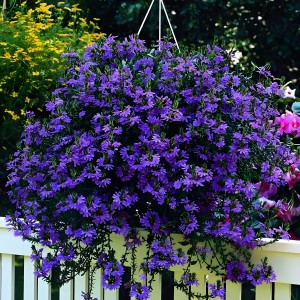 Scaevola_thumb_n