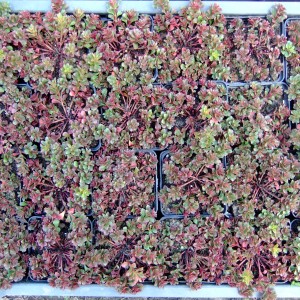 Sedum_talkamcs_16_lada