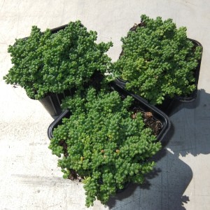Sedum3_01