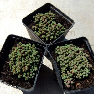 Sedum3_02