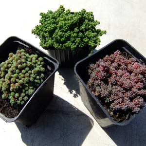 Sedum3féle1