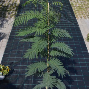 selyemakac_2023osz_175cm