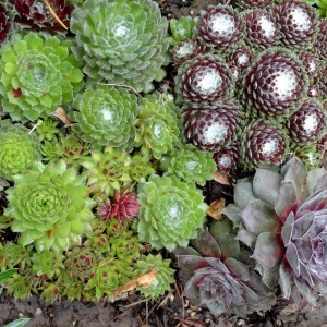 Sempervivum