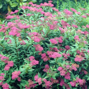 Spiraea