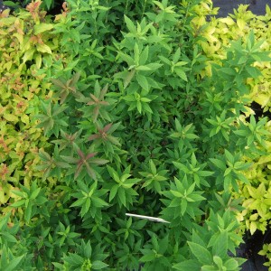 Spirea-szs